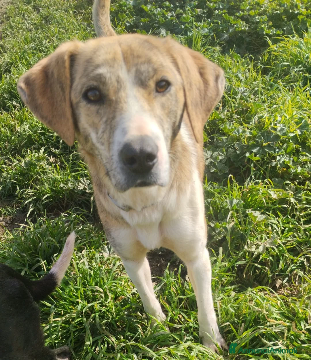 Meticcio cani in regalo: UNA MAMMA PER TERRY - Annuncio 3