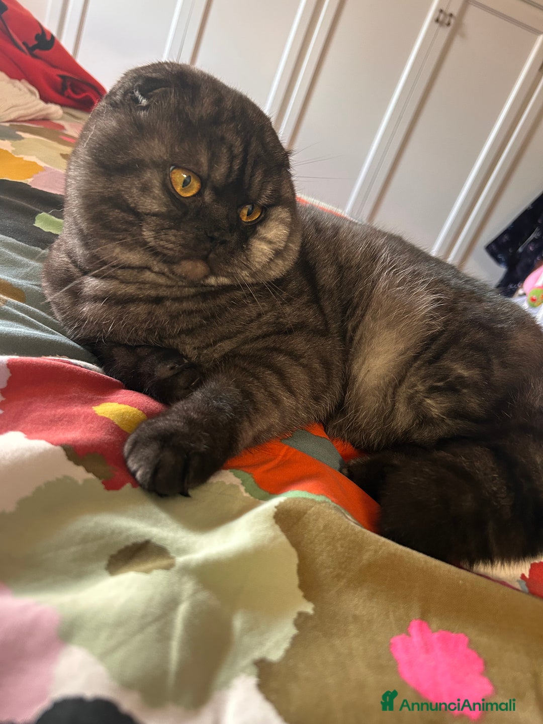 Scottish gatti per accoppiamento: Fluffy cerca fidanzata - Annuncio 3