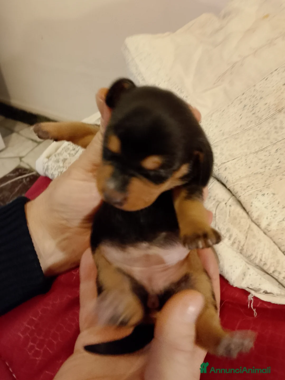 Bassotto cani in vendita: Bassotti puri  - Annuncio 3