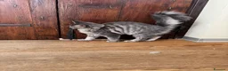 Maine Coon gatti in vendita: Cucciola di razza Maine Coon con pedigree AFeF - Annuncio 9
