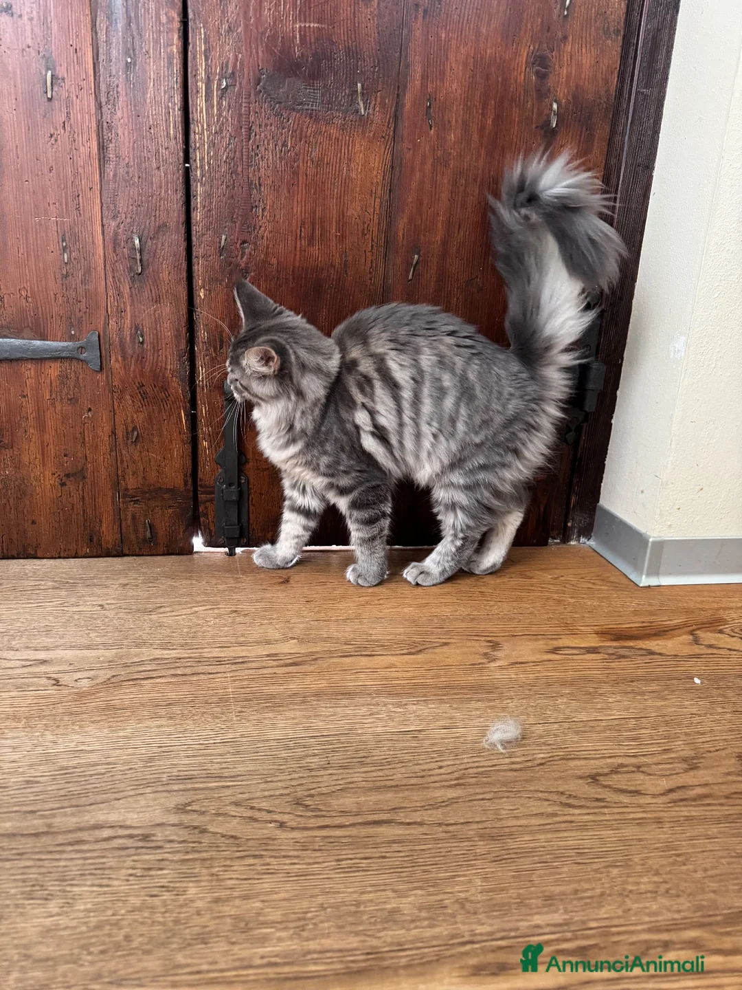 Maine Coon gatti in vendita: Cucciola di razza Maine Coon con pedigree AFeF - Annuncio 9
