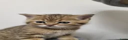 British gatti in vendita: Vendo 6 bellissimi cuccioli di british.  - Annuncio 6