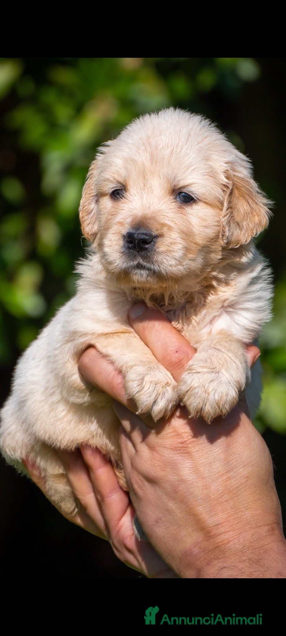 Golden Retriever cani Golden Retriever  - Annuncio 1