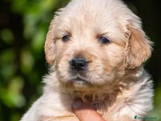 Golden Retriever cani Golden Retriever - Annuncio 1