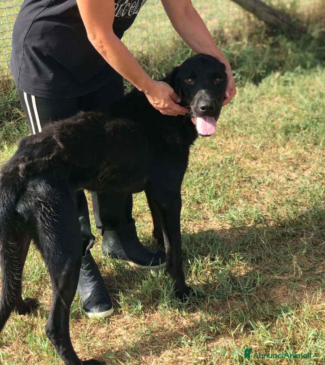 Meticcio cani in regalo: Dolcissimo Nowhite cresciuto in canile  a Provincia di Latina - Annuncio 4