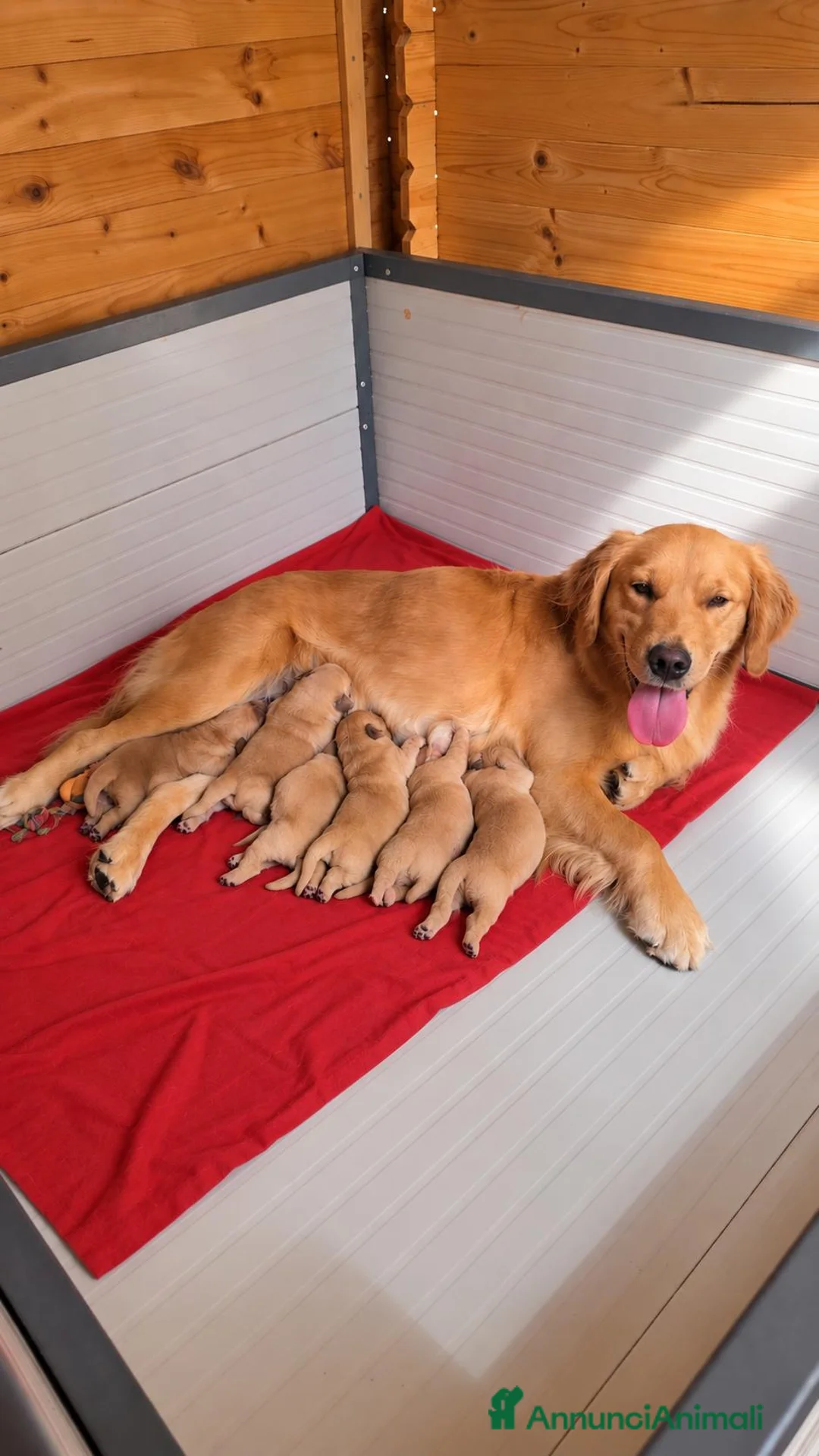 Golden Retriever cani in vendita: Golden retriever 100% americano - Annuncio 4