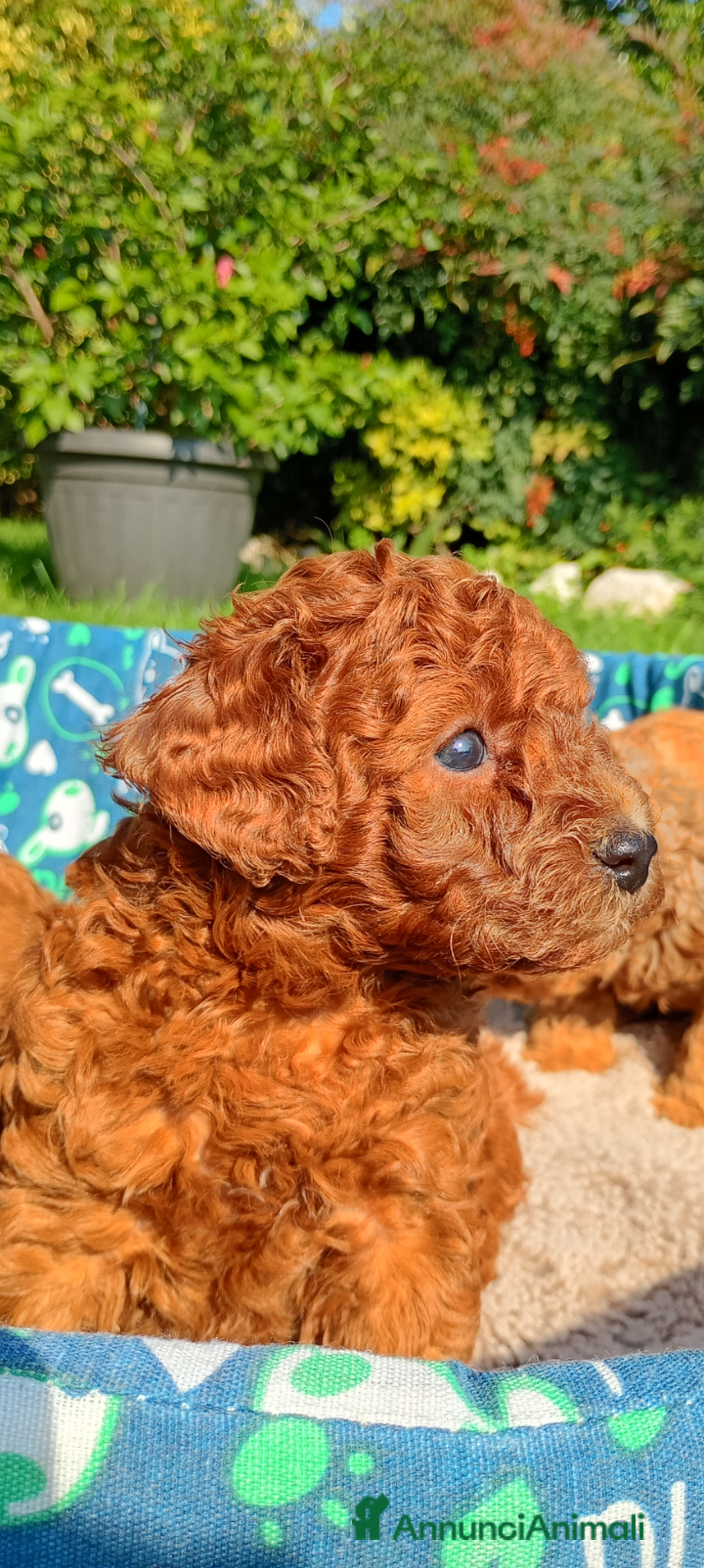 Barboncino Toy cani in vendita: Barboncini Toy Red  - Annuncio 8