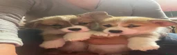 Corgi Pembroke cani in vendita: All.PAPILOVIT  - Annuncio 6