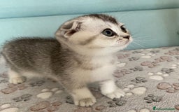 Scottish gatti in vendita: Cuccioli Scottish Fold e Straight a Villafranca di Verona - Immagine 14