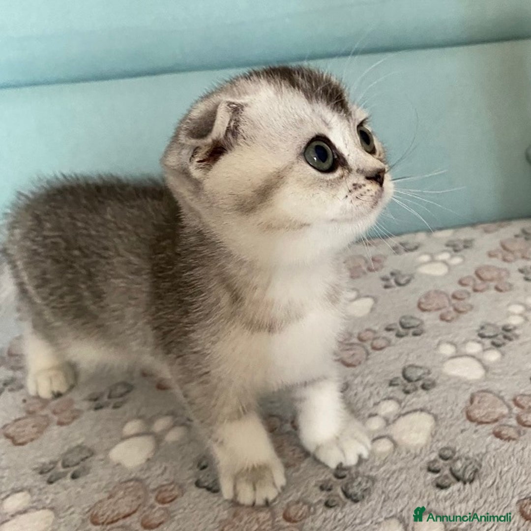 Scottish gatti in vendita: Cuccioli Scottish Fold e Straight a Villafranca di Verona - Immagine 14