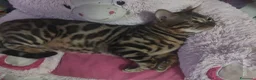 Bengala gatti in vendita: Gatto del Bengala Maschio  - Annuncio 8