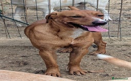 Meticcio cani in regalo: ADOTTA CORFU' a Provincia di Novara - Immagine 6