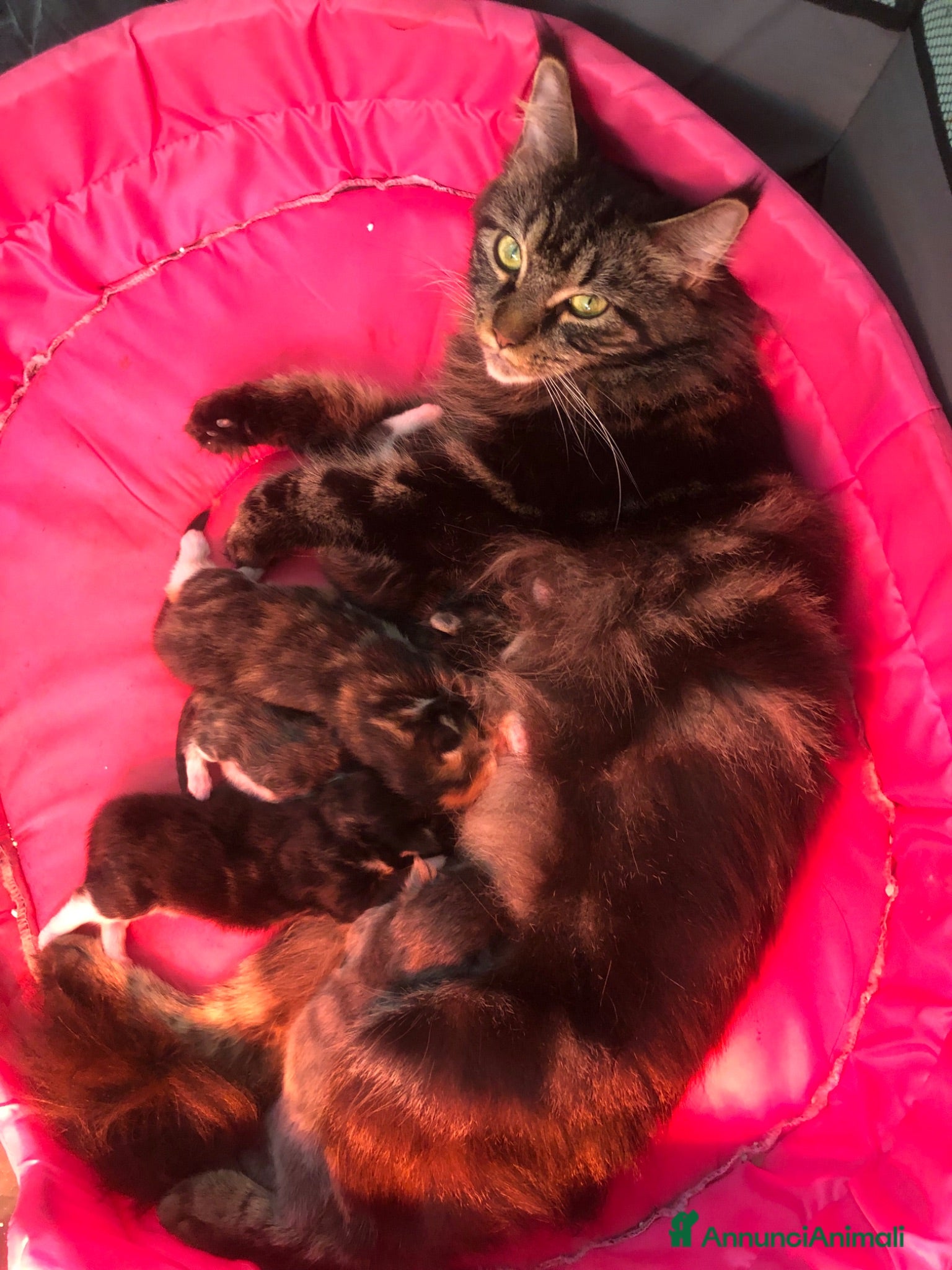 Maine Coon gatti Cuccioli Maine Coon - Annuncio 1
