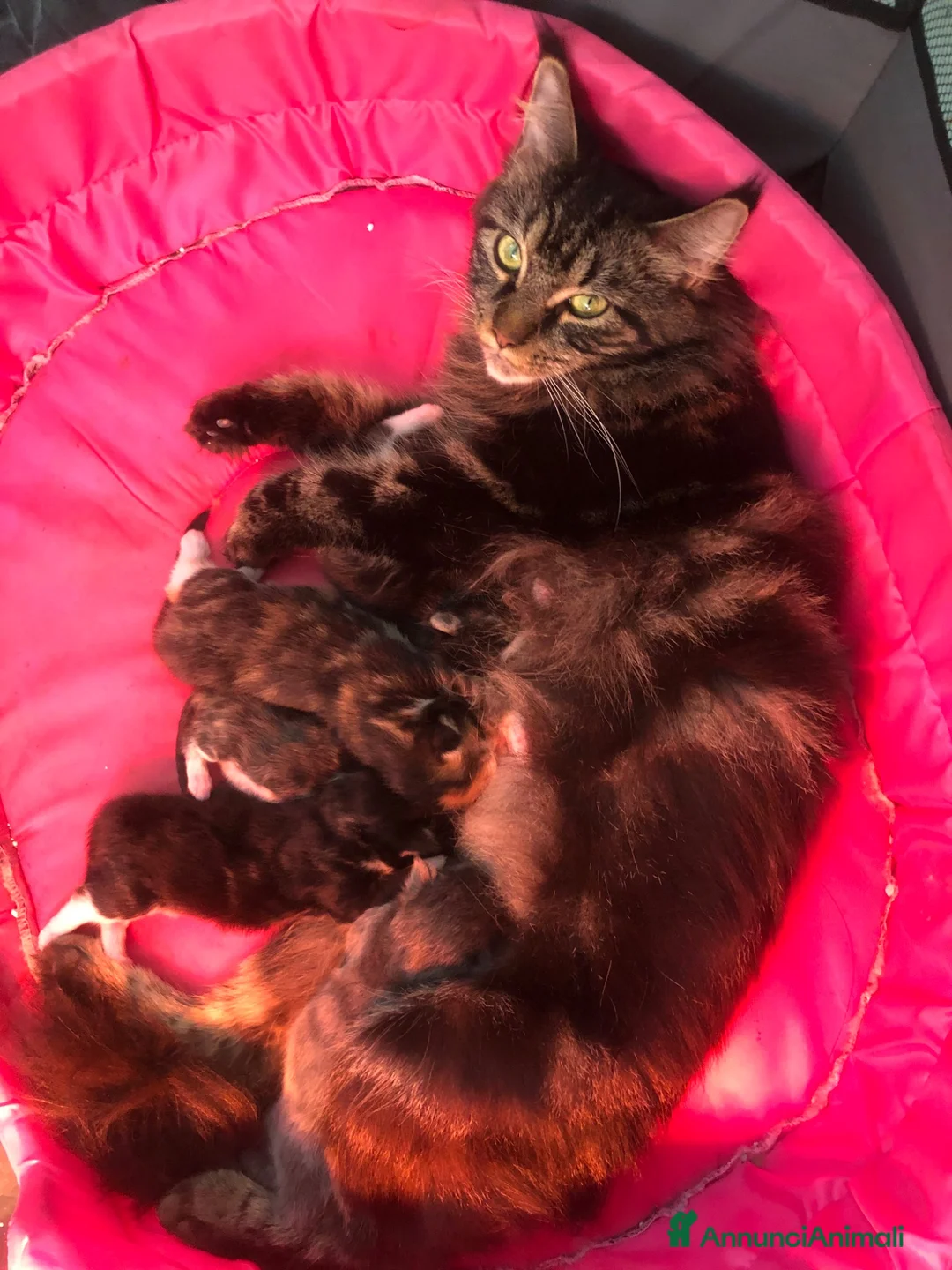 Maine Coon gatti in vendita: Cuccioli Maine Coon - Annuncio 1