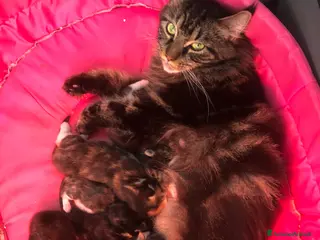Maine Coon gatti Cuccioli Maine Coon - Annuncio 1