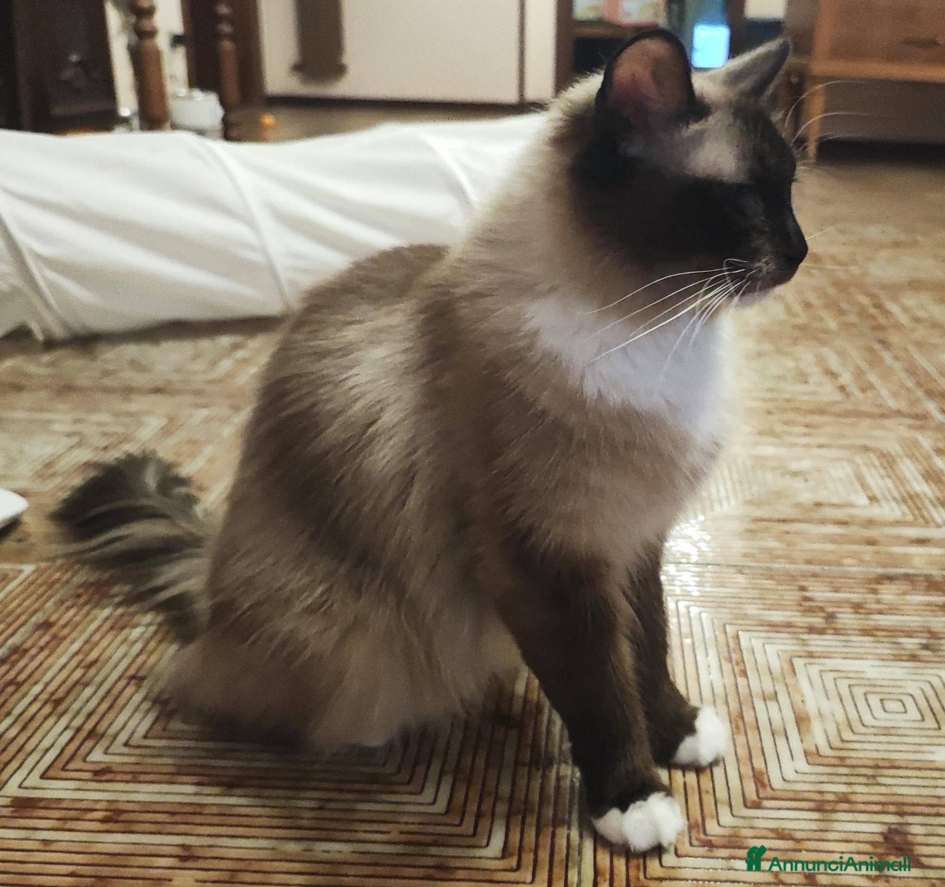 Ragdoll gatti Prenotazione Cuccioli di Razza Ragdoll  - Annuncio 1