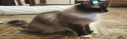 Ragdoll gatti in vendita: Prenotazione Cuccioli di Razza Ragdoll  - Annuncio 1