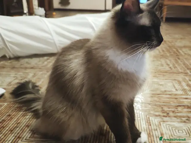 Ragdoll gatti in vendita: Prenotazione Cuccioli di Razza Ragdoll - Annuncio 1