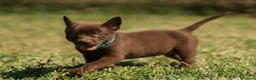 Australian Kelpie cani in vendita: Cuccioli Australian Kelpie  a Provincia di Siena - Annuncio 16
