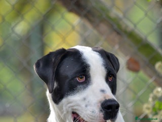 Meticcio cani IL BELLISSIMO CIRO TI STA ASPETTANDO - Annuncio 30