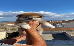 Akita Inu cani in vendita: Splendidi cuccioli di akita inu in prontaconsegna  a Provincia di Matera - Immagine 5