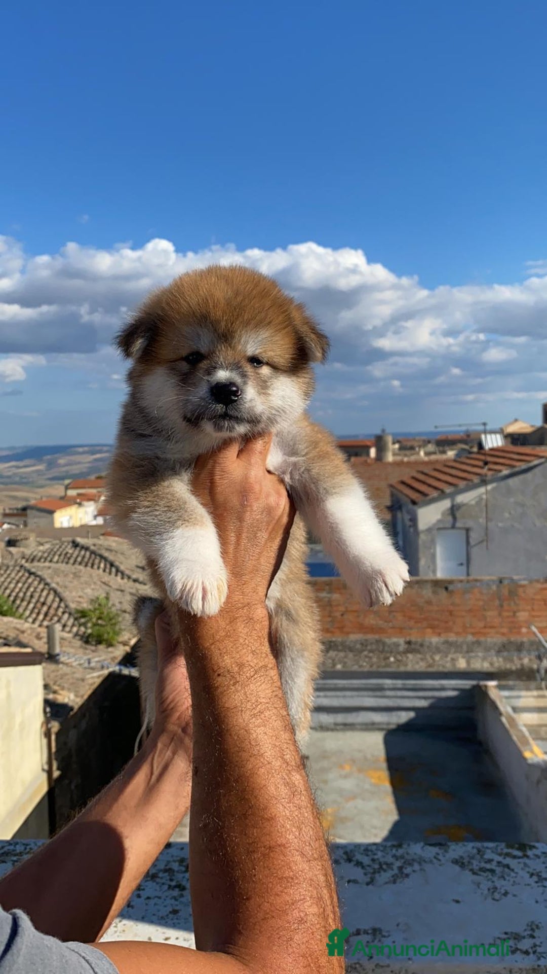 Akita Inu cani in vendita: Splendidi cuccioli di akita inu in prontaconsegna  a Provincia di Matera - Immagine 5