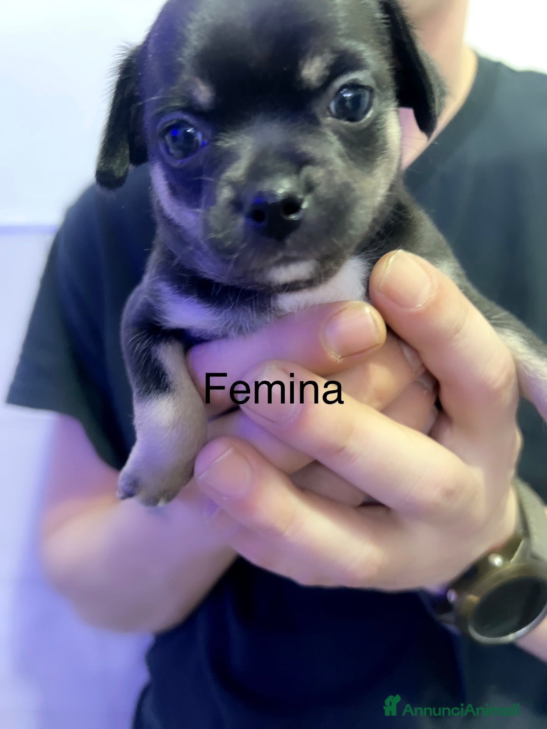 Chihuahua cani in vendita: Chihuahua  - Annuncio 10