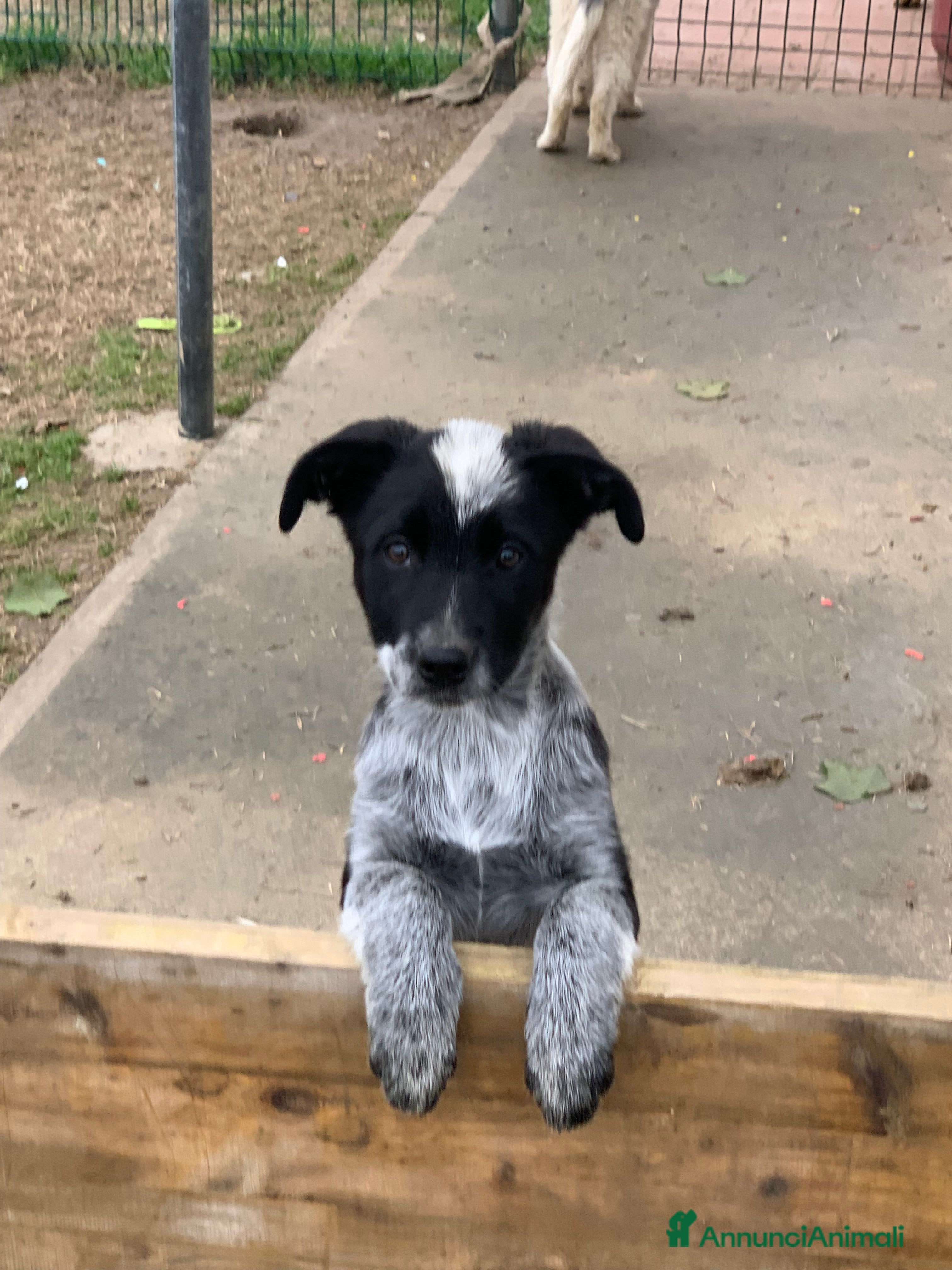 Meticcio cani regALO - Annuncio 23