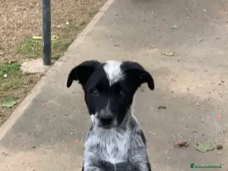 Meticcio cani regALO - Annuncio 23