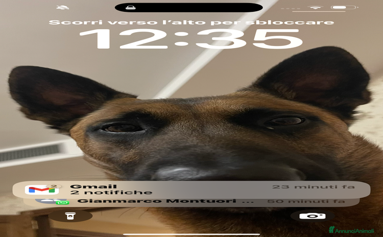 Pastore Belga cani FRODO - Pastore belga malinois per monta - Annuncio 1