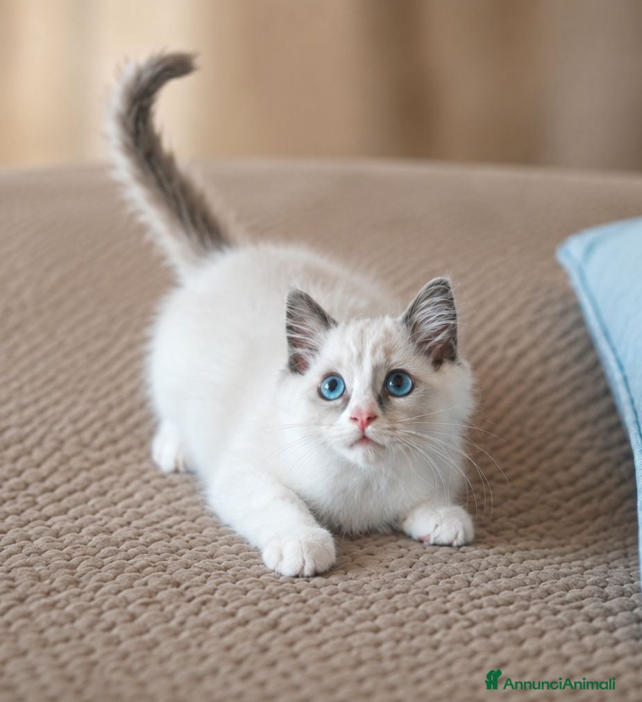 Ragdoll gatti Cucciolo ragdoll blu bicolor  - Annuncio 1