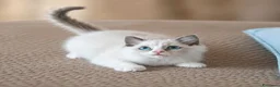 Ragdoll gatti in vendita: Cucciolo ragdoll blu bicolor  - Annuncio 1