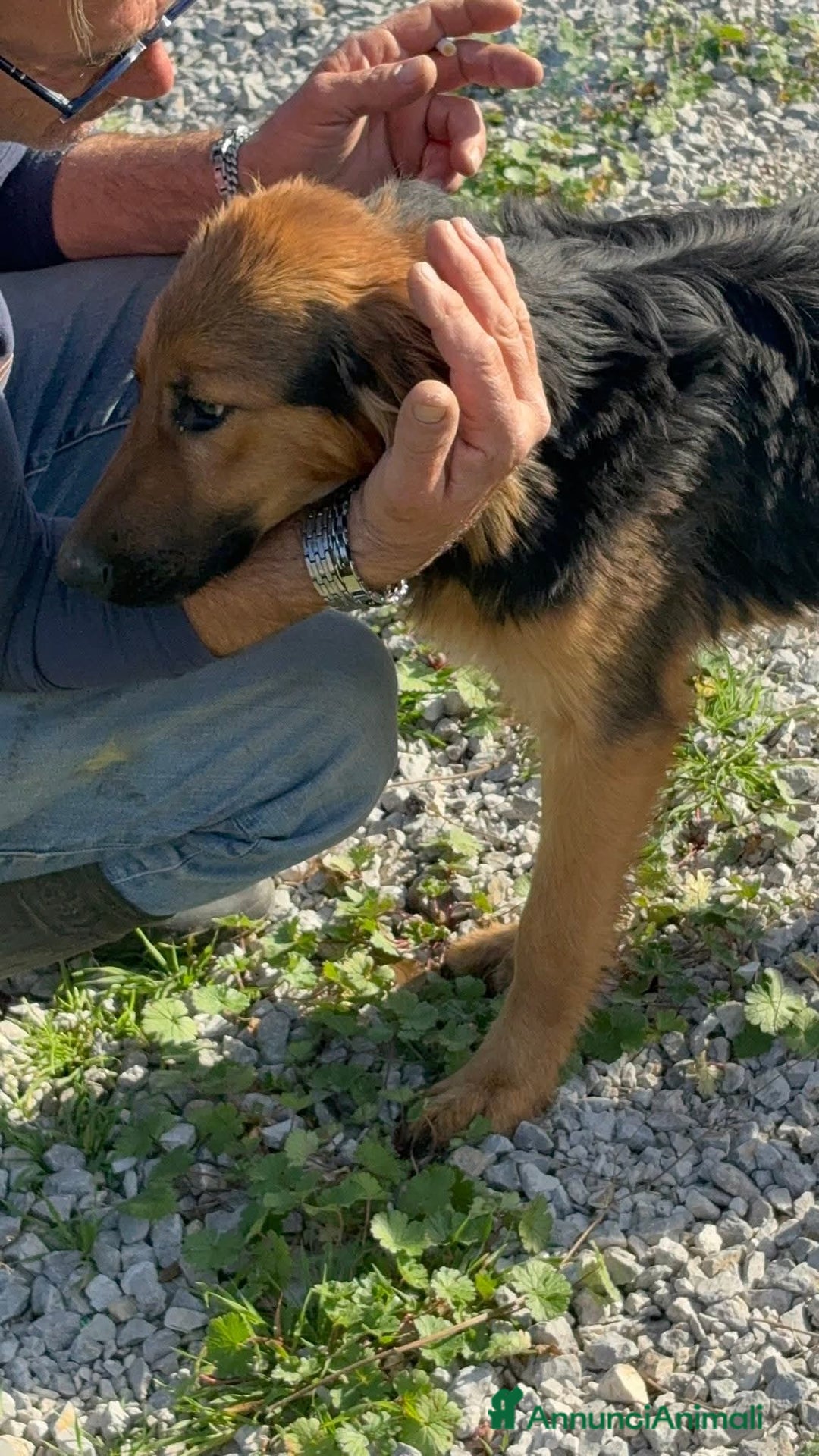 Meticcio cani in regalo: LUCE cucciolotta 5 Mesi  - Annuncio 2