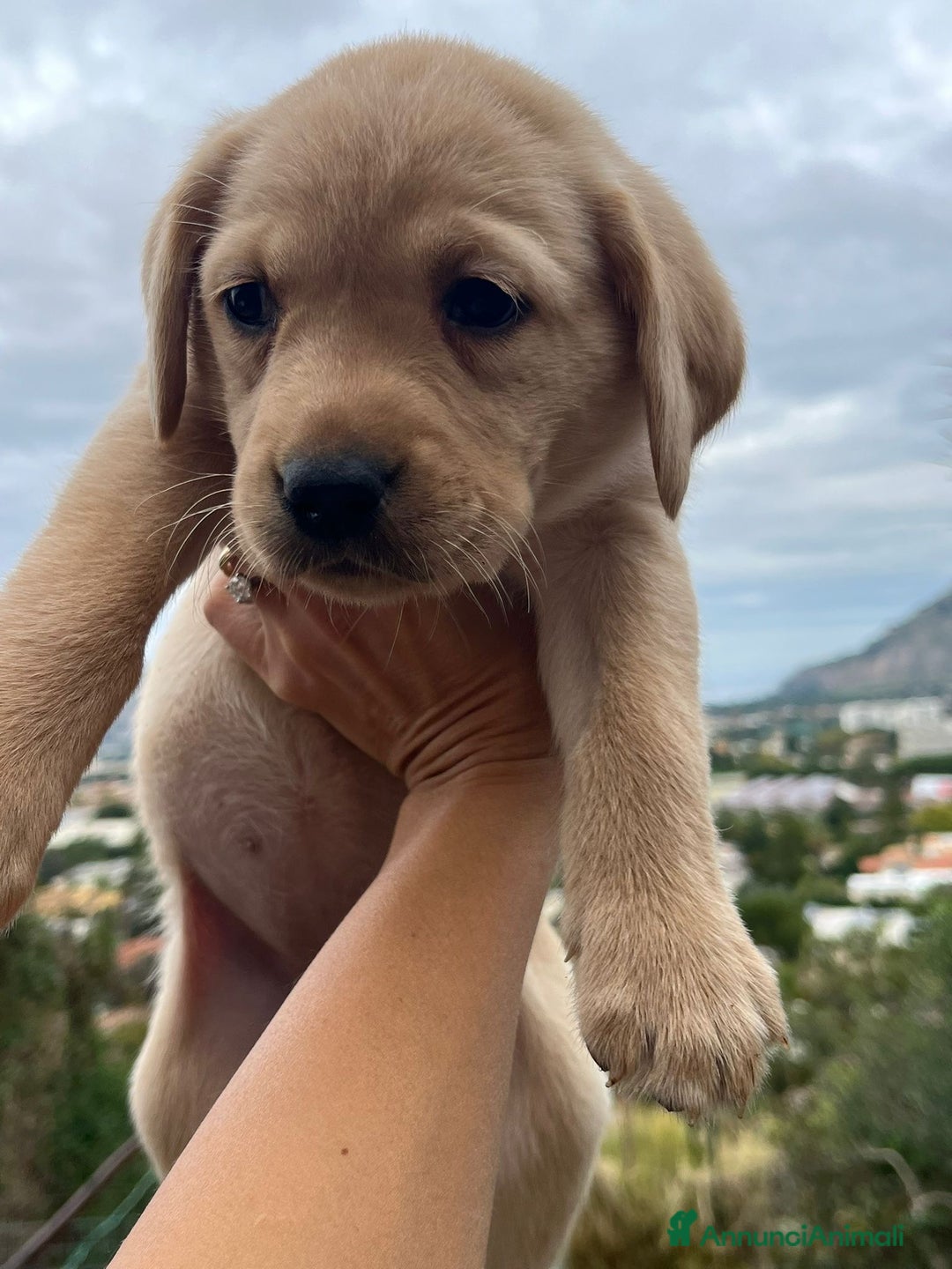 Labrador cani in vendita: Cucciola di labrador - Annuncio 5