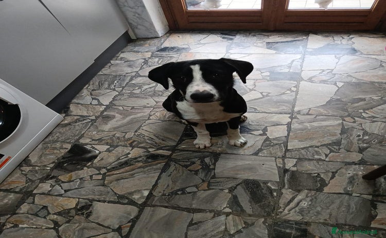 Altre razze cani - Annuncio 17