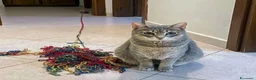 Altre razze gatti in regalo: Sofia  a Città Metropolitana di Napoli - Annuncio 3