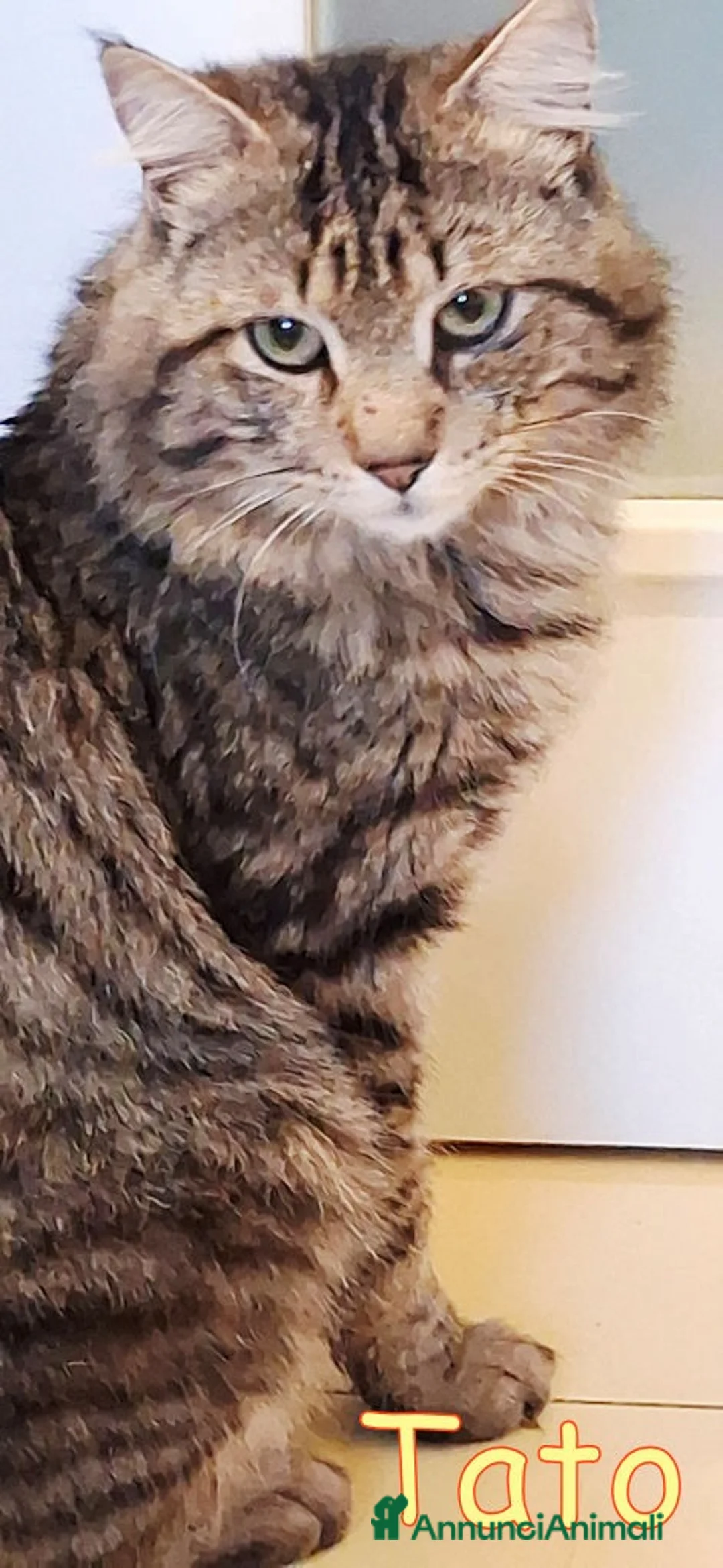 Europeo gatti in regalo: Tato simil maincoon 10 mesi Roma  - Annuncio 2