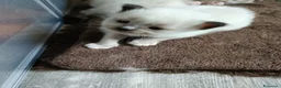 Sacro di Birmania gatti in vendita: Cuccioli Sacro di Birmania disponibili  - Annuncio 4