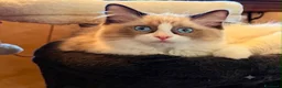 Ragdoll gatti in vendita: Cucciole ragdoll dolcissime  - Annuncio 2