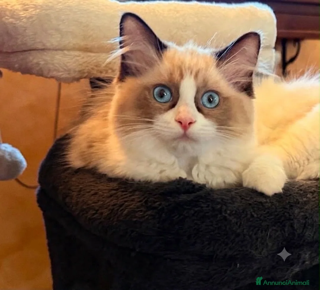 Ragdoll gatti in vendita: Cucciole ragdoll dolcissime  - Annuncio 2