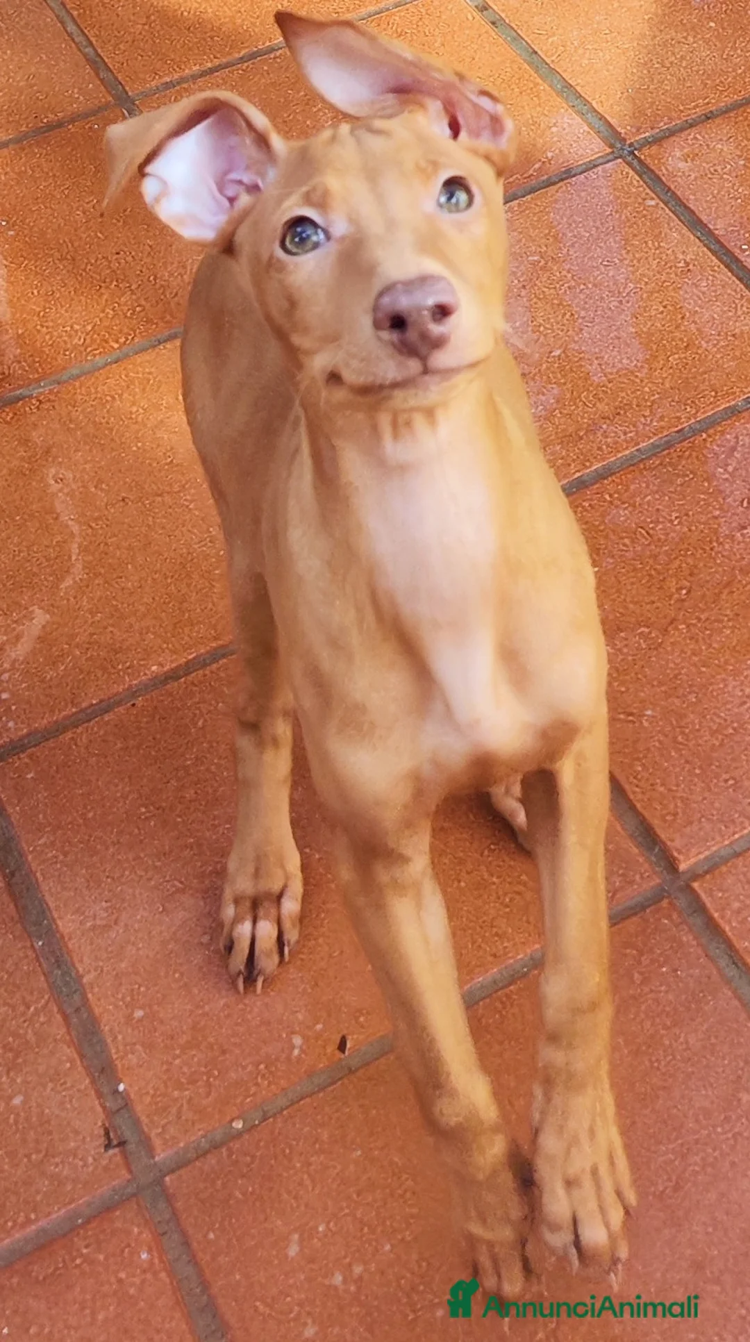Cirneco dell'Etna cani in vendita: Cuccioli di Cirneco dell'Etna - Annuncio 10