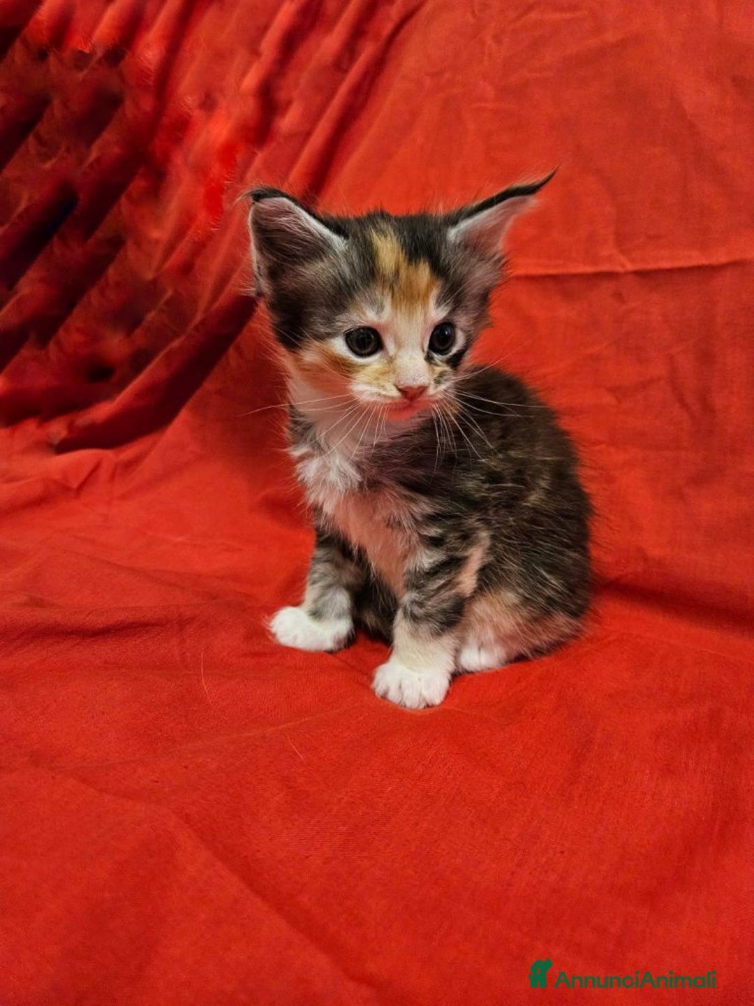 Maine Coon gatti in vendita: Allevamento Il Giglio Femmina Pedigree AFI WCF - Annuncio 2