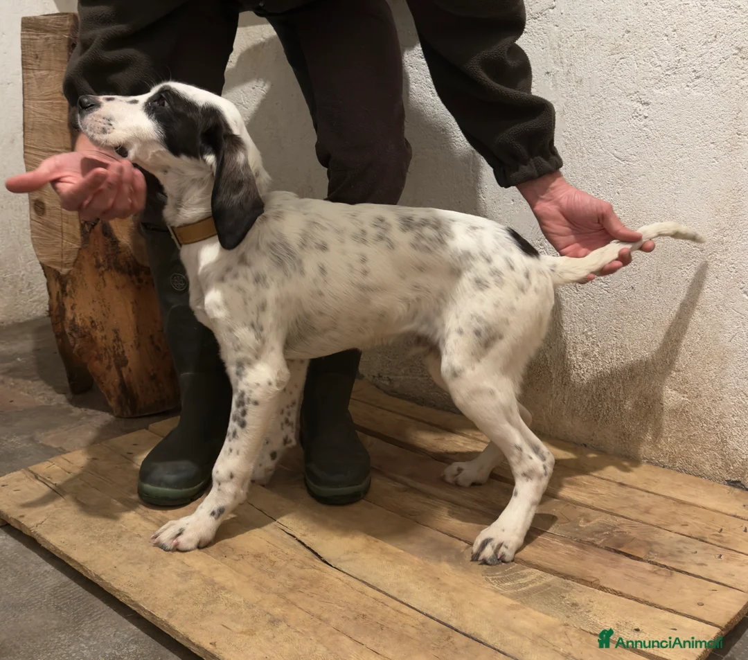 Meticcio cani in regalo: Regalo cucciolo di 4 mesi a Provincia di Varese - Annuncio 5