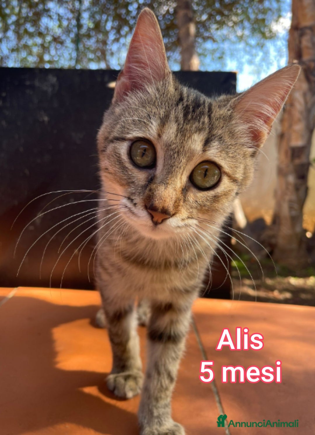 Altre razze gatti in regalo: TANTI MICINI SOLI  - Annuncio 13