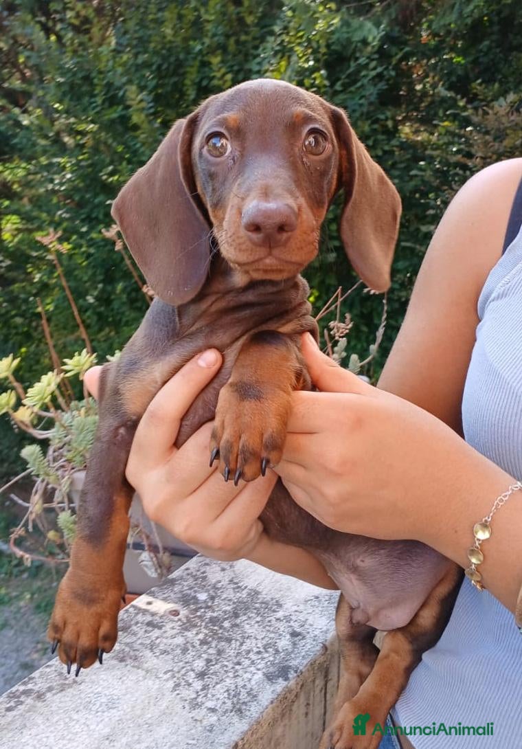 Bassotto Nano cani Bassotto maschio color cioccolato nano - Annuncio 2