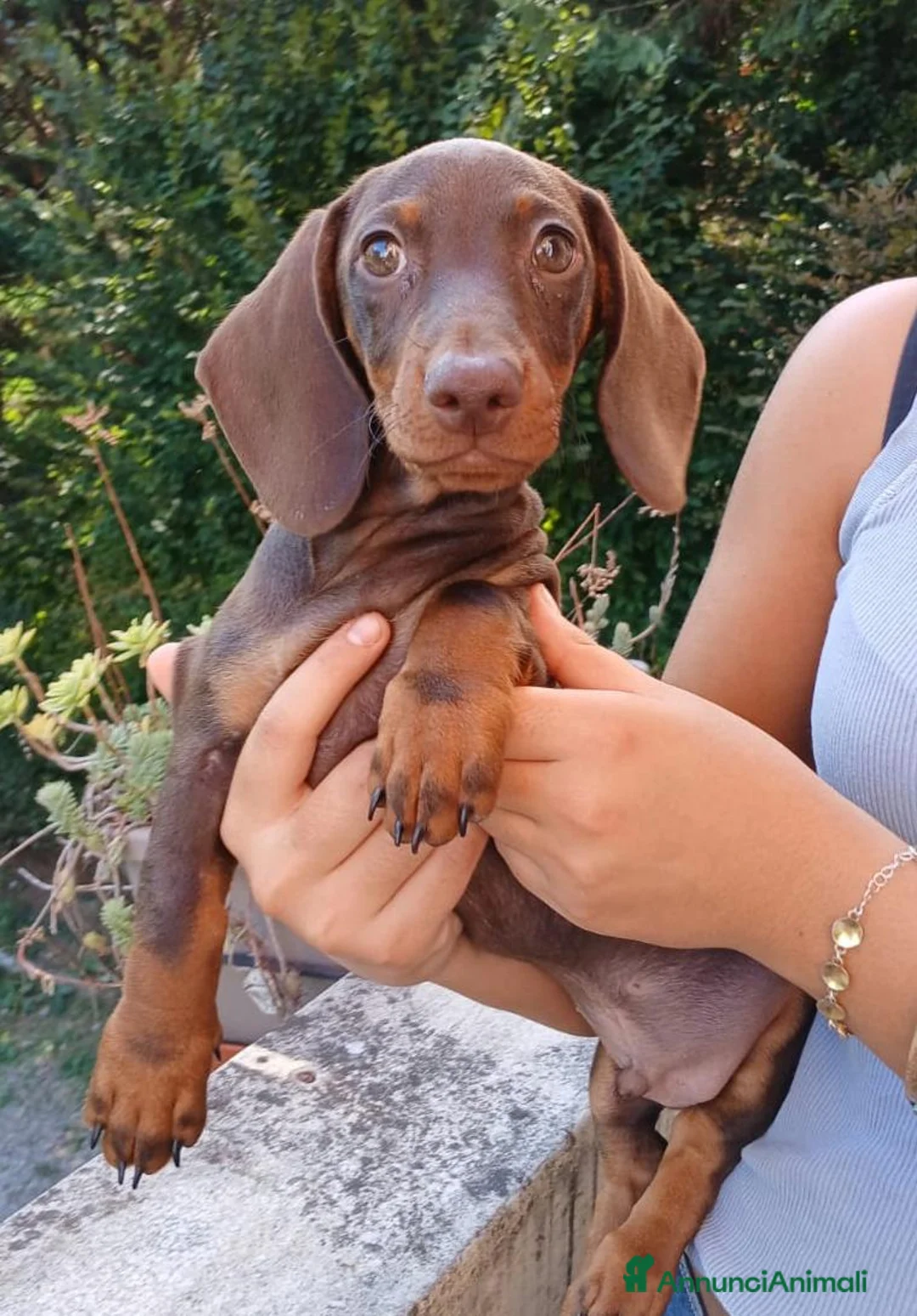 Bassotto Nano cani in vendita: Bassotto maschio color cioccolato nano - Annuncio 2