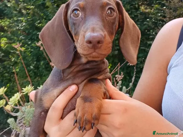 Bassotto Nano cani Bassotto maschio color cioccolato nano - Annuncio 2