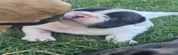 Bulldog Francese cani in vendita: Bulldog francese  - Annuncio 3