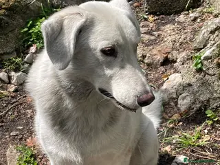 Meticcio cani IL DOLCE CESARE - Annuncio 6