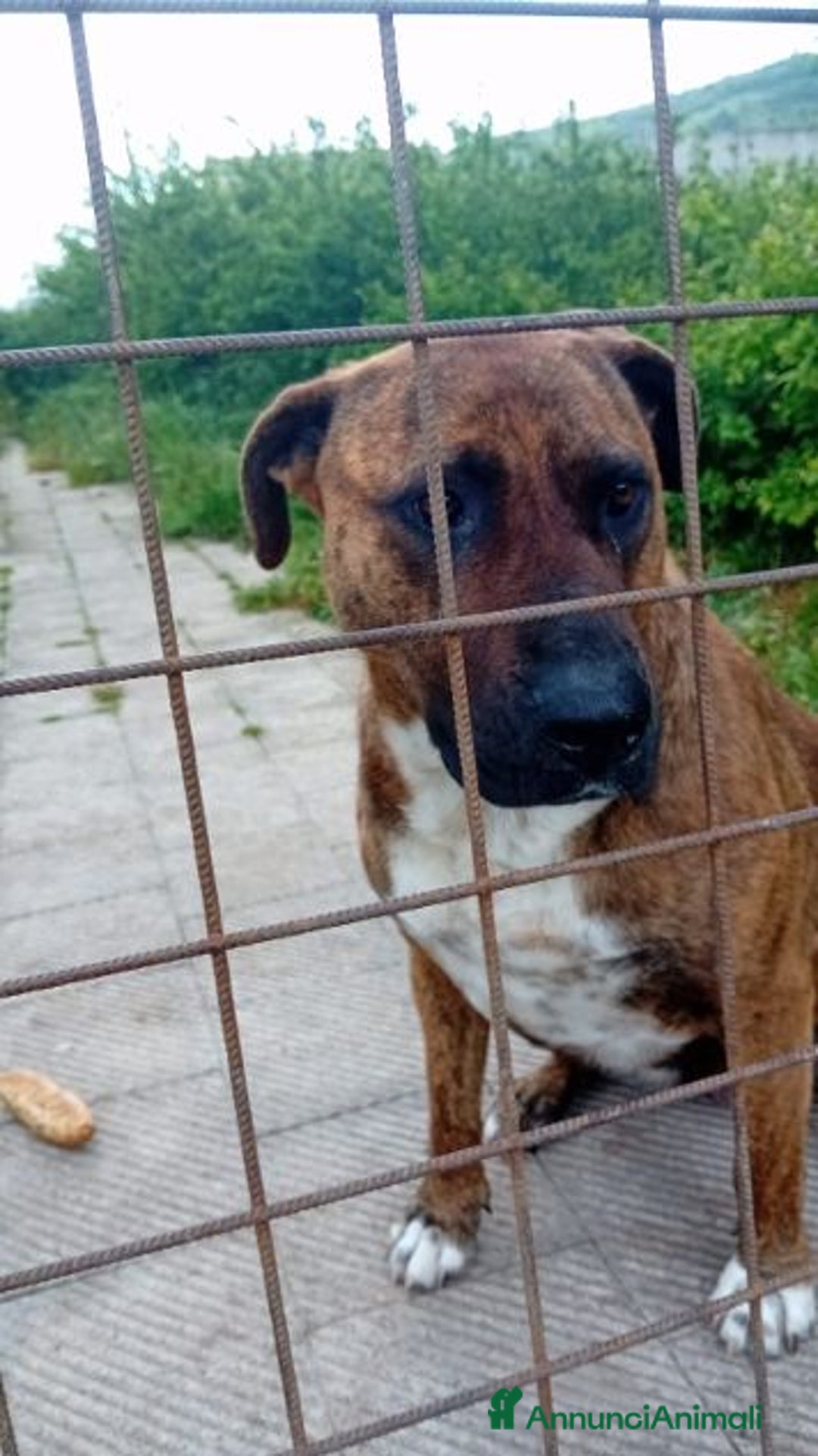 Altre razze cani in regalo: MORGANA 5anni buona con le persone! tg grande - Annuncio 3